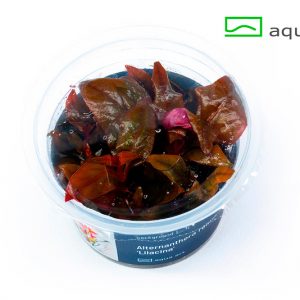 Alternanthera reineckii lilacina