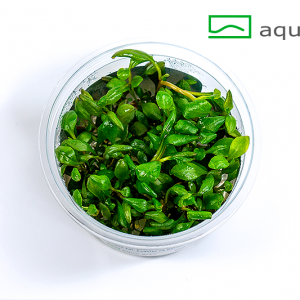 Lobelia cardinalis mini