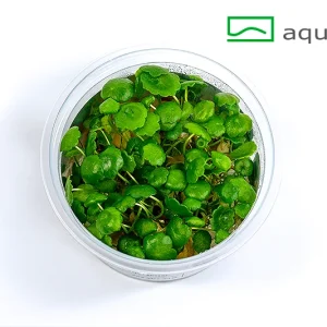 15253342_3283.jpg – Aquarez, votre boutique spécialisée en aquascaping et aquariophilie d'eau douce