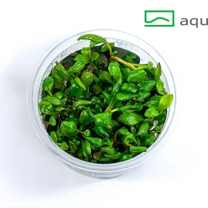 15256413_3289.jpg – Aquarez, votre boutique spécialisée en aquascaping et aquariophilie d'eau douce