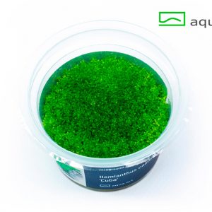 Hemianthus callitrichoides cuba