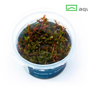 5100-Hygrophila-sp.-_Araguaia_- – Aquarez, votre boutique spécialisée en aquascaping et aquariophilie d'eau douce