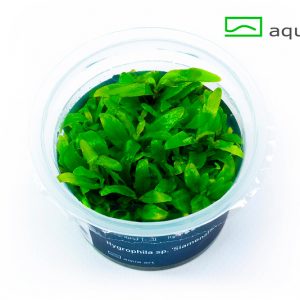 Hygrophila siamensis