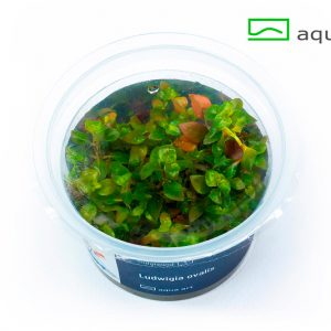 6200 Ludwigia ovalis plante aquarium – Aquarez, votre boutique spécialisée en aquascaping et aquariophilie d'eau douce
