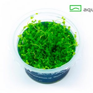 Micranthemum tweediei ‘Monte Carlo’