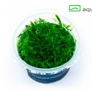 Myriophyllum mattogrossense