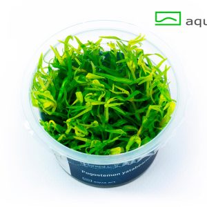 7800 Pogostemon yatabeanus plante aquarium – Aquarez, votre boutique spécialisée en aquascaping et aquariophilie d'eau douce