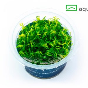 8500 Rotala sp. _Nanjenshan_ plante aquarium – Aquarez, votre boutique spécialisée en aquascaping et aquariophilie d'eau douce
