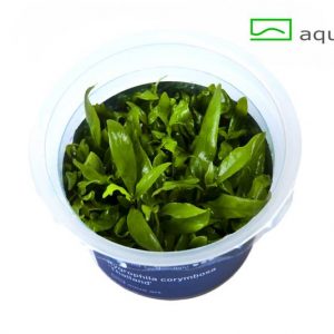 Hygrophila corymbosa thailand