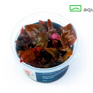 1100 Alternanthera reineckii _Lilacina_ plante aquarium – Aquarez, votre boutique spécialisée en aquascaping et aquariophilie d'eau douce