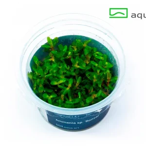 1500-Ammania-sp._Bonsai_- – Aquarez, votre boutique spécialisée en aquascaping et aquariophilie d'eau douce