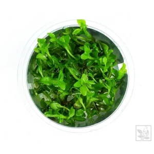 bacopa caroliniana aqua art plante aquarium – Aquarez, votre boutique spécialisée en aquascaping et aquariophilie d'eau douce