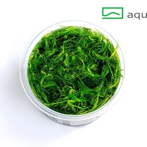 bacopa myriophylloides plante aquarium – Aquarez, votre boutique spécialisée en aquascaping et aquariophilie d'eau douce