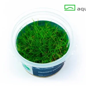 3900-Eleocharis-parvula- – Aquarez, votre boutique spécialisée en aquascaping et aquariophilie d'eau douce