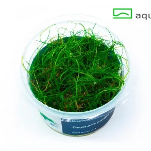 4000-Eleocharis-pusilla- – Aquarez, votre boutique spécialisée en aquascaping et aquariophilie d'eau douce