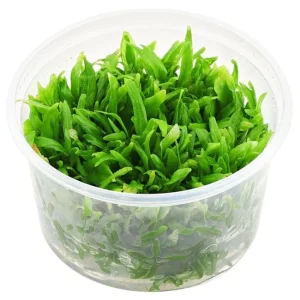 Plante aquarium hygrophila corymbosa thailand – Aquarez, votre boutique spécialisée en aquascaping et aquariophilie d'eau douce