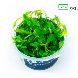 5300 Hygrophila polysperma _Sunset_ plante aquarium – Aquarez, votre boutique spécialisée en aquascaping et aquariophilie d'eau douce