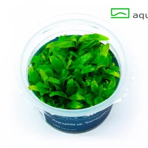 5400 Hygrophila sp. _Siamensis_ plante aquarium – Aquarez, votre boutique spécialisée en aquascaping et aquariophilie d'eau douce