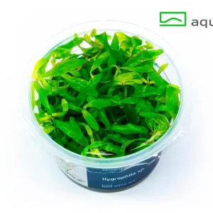 5500 Hygrophila sp. _Tiger_ plante aquarium – Aquarez, votre boutique spécialisée en aquascaping et aquariophilie d'eau douce