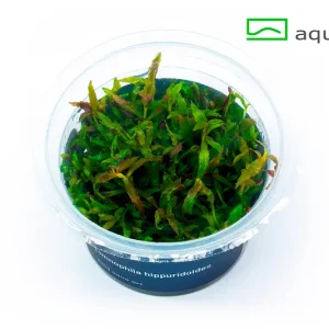 5700 Limnophila hippuridoides plante aquarium – Aquarez, votre boutique spécialisée en aquascaping et aquariophilie d'eau douce