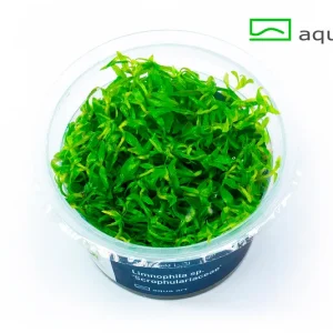 5950 Limnophila sp. _Scrophulariaceae_ plante aquarium – Aquarez, votre boutique spécialisée en aquascaping et aquariophilie d'eau douce