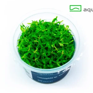 5900 Limnophila sp. ’Vietnam’ plante aquarium – Aquarez, votre boutique spécialisée en aquascaping et aquariophilie d'eau douce