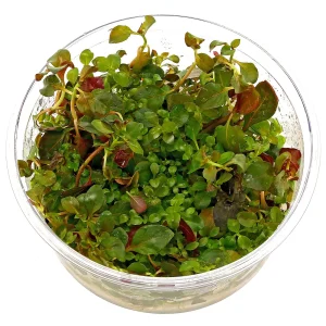 Plante aquarium ludwigia repens – Aquarez, votre boutique spécialisée en aquascaping et aquariophilie d'eau douce