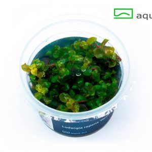 Ludwigia repens Mesakana