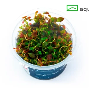 6400 Ludwigia sp. _Super Mini Red_ plante aquarium – Aquarez, votre boutique spécialisée en aquascaping et aquariophilie d'eau douce