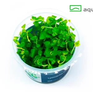 6700 Lysimachia nummularia – Aquarez, votre boutique spécialisée en aquascaping et aquariophilie d'eau douce