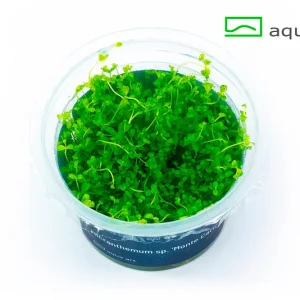 7000 Micranthemum sp. _Monte Carlo_ plante aquarium – Aquarez, votre boutique spécialisée en aquascaping et aquariophilie d'eau douce
