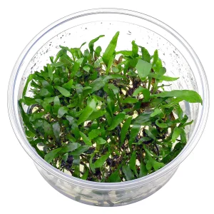 Plante aquarium microsorum pteropus in vitro xl – Aquarez, votre boutique spécialisée en aquascaping et aquariophilie d'eau douce