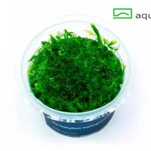 7300 Myriophyllum mattogrossense plante aquarium – Aquarez, votre boutique spécialisée en aquascaping et aquariophilie d'eau douce