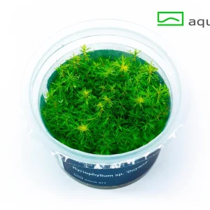 7100 Myriophyllum sp. ’Guyana’ plante aquarium – Aquarez, votre boutique spécialisée en aquascaping et aquariophilie d'eau douce