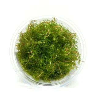 Myriophyllum Tuberculatum Red in vitro kubek 5cm_[6964]_ plante aquarium – Aquarez, votre boutique spécialisée en aquascaping et aquariophilie d'eau douce