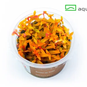7400 Nesea sp.’Gold’ – Aquarez, votre boutique spécialisée en aquascaping et aquariophilie d'eau douce