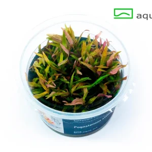 7700 Pogostemon stellatus plante aquarium – Aquarez, votre boutique spécialisée en aquascaping et aquariophilie d'eau douce