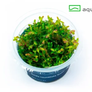 8400 Rotala rotundifolia _Green_ plante aquarium – Aquarez, votre boutique spécialisée en aquascaping et aquariophilie d'eau douce