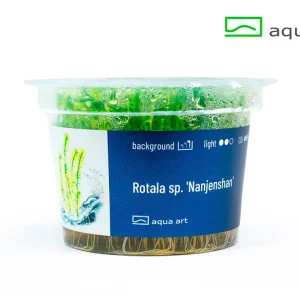 8500 Rotala sp. _Nanjenshan_ plante aquarium – Aquarez, votre boutique spécialisée en aquascaping et aquariophilie d'eau douce