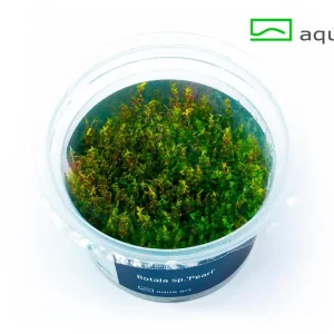 8200 Rotala sp._Pearl_ plante aquarium – Aquarez, votre boutique spécialisée en aquascaping et aquariophilie d'eau douce