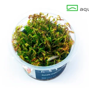 8600 Rotala wallichii plante aquarium – Aquarez, votre boutique spécialisée en aquascaping et aquariophilie d'eau douce