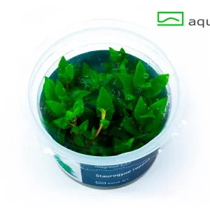 9000 Staurogyne repens plante aquarium – Aquarez, votre boutique spécialisée en aquascaping et aquariophilie d'eau douce