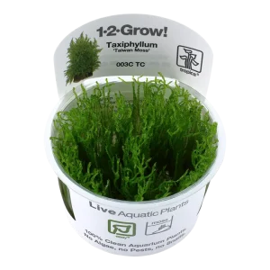 Taxiphyllum alternans 'Taiwan Moss' mousse pour aquarium facile – Aquarez, votre boutique spécialisée en aquascaping et aquariophilie d'eau douce