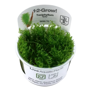 Taxiphyllum sp. 'Spiky Moss' mousse facile pour aquarium – Aquarez, votre boutique spécialisée en aquascaping et aquariophilie d'eau douce