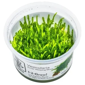Vesicularia ferriei 'Weeping Moss' mousse facile pour aquarium – Aquarez, votre boutique spécialisée en aquascaping et aquariophilie d'eau douce