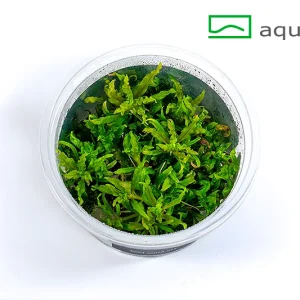 8071201_3301.jpg – Aquarez, votre boutique spécialisée en aquascaping et aquariophilie d'eau douce