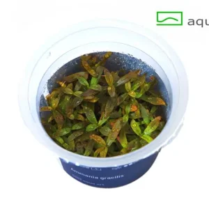 ammania gracilis – Aquarez, votre boutique spécialisée en aquascaping et aquariophilie d'eau douce