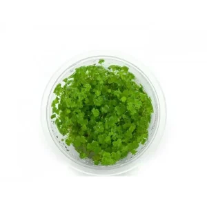 Hydrocotyle Tripartita Japan kubek 5cm in vitro_[8921]_ – Aquarez, votre boutique spécialisée en aquascaping et aquariophilie d'eau douce