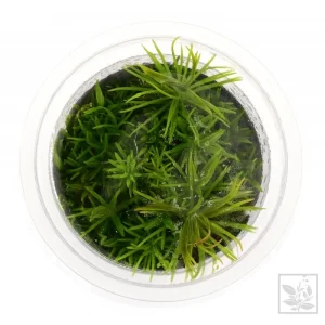 pogostemon erectus aqua art plante aquarium – Aquarez, votre boutique spécialisée en aquascaping et aquariophilie d'eau douce