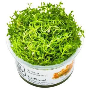 Rotala rotundifolia 'H'ra' est une planyr aquatique rouge – Aquarez, votre boutique spécialisée en aquascaping et aquariophilie d'eau douce